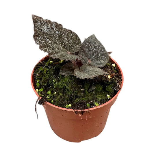 10 -20cm Begonia Taconite House Plant 10,5 cm Pot