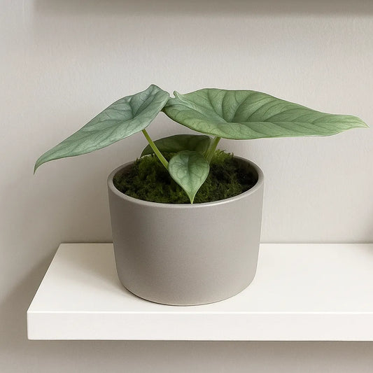 10 - 15cm Alocasia Bisma Silver House Plant 10,5 cm Pot