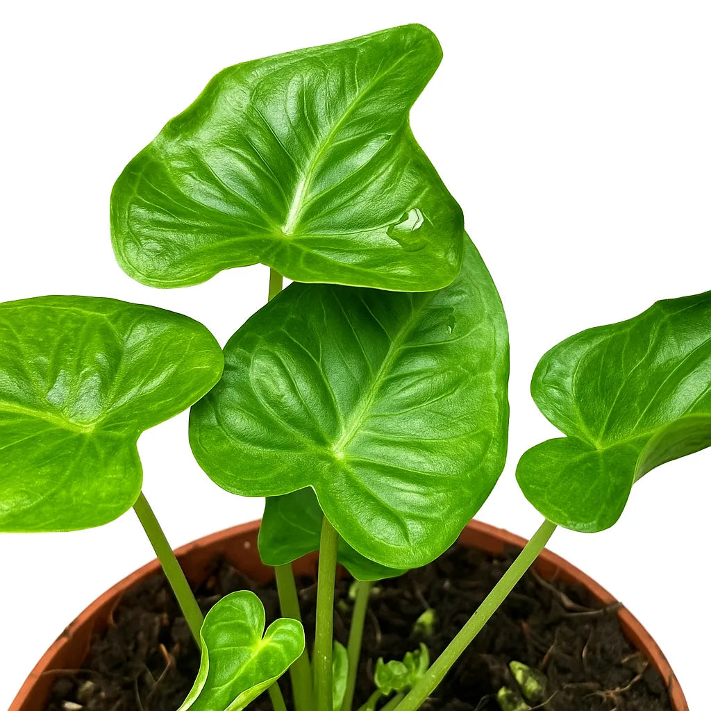 10 - 15cm Alocasia Frydek Tattoo 10.5cm Pot House Plant