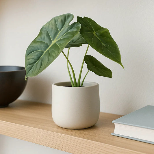 10 - 15cm Alocasia Golden Bone House Plant 10,5 cm Pot