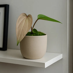 10 - 15cm Anthurium Magnificum X Nigrolaminum Gigi House Plant 10,5 cm Pot