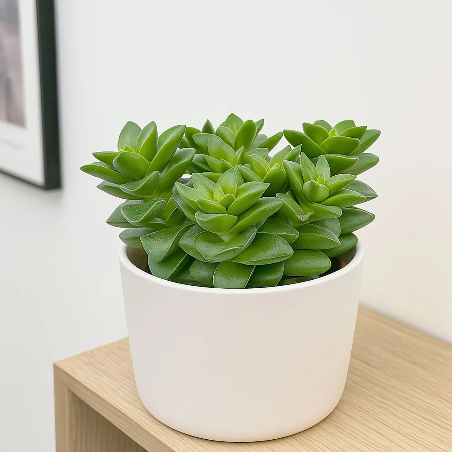 crassula springtime succulent 10