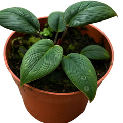 10 - 15cm Homalomena Red Sumatra 10.5cm Pot House Plant