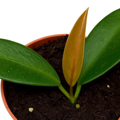 10 - 15cm Hoya Black Dragon House Plant 10,5 cm Pot