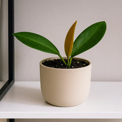 10 - 15cm Hoya Black Dragon House Plant 10,5 cm Pot