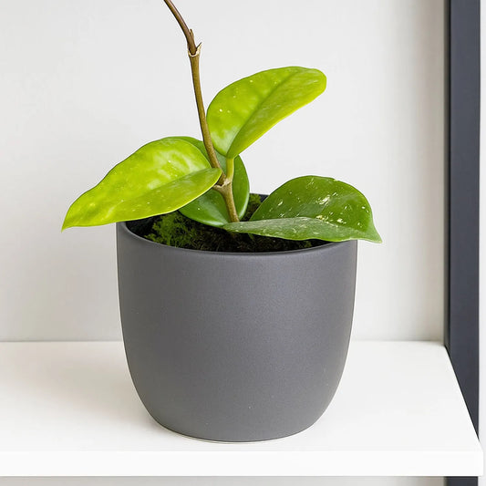 10 - 15cm Hoya Carnosa Freckle Splash House Plant 10,5 cm Pot