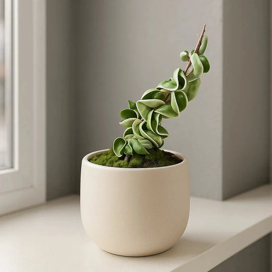 10 - 15cm Hoya Compacta Variegata House Plant 10,5 cm Pot