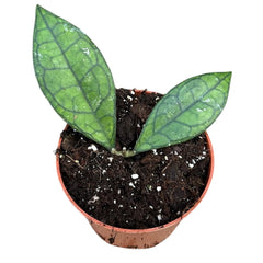 10 - 15cm Hoya Finlaysonii Sarawak House Plant 10,5 cm Pot