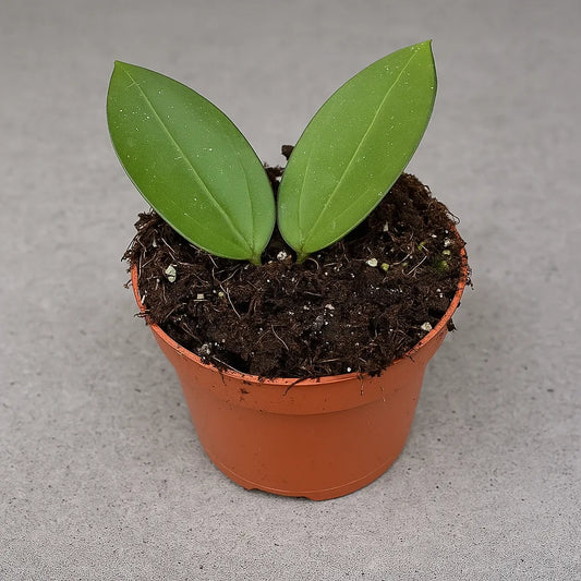10 - 15cm Hoya Icensis House Plant 10,5 cm Pot
