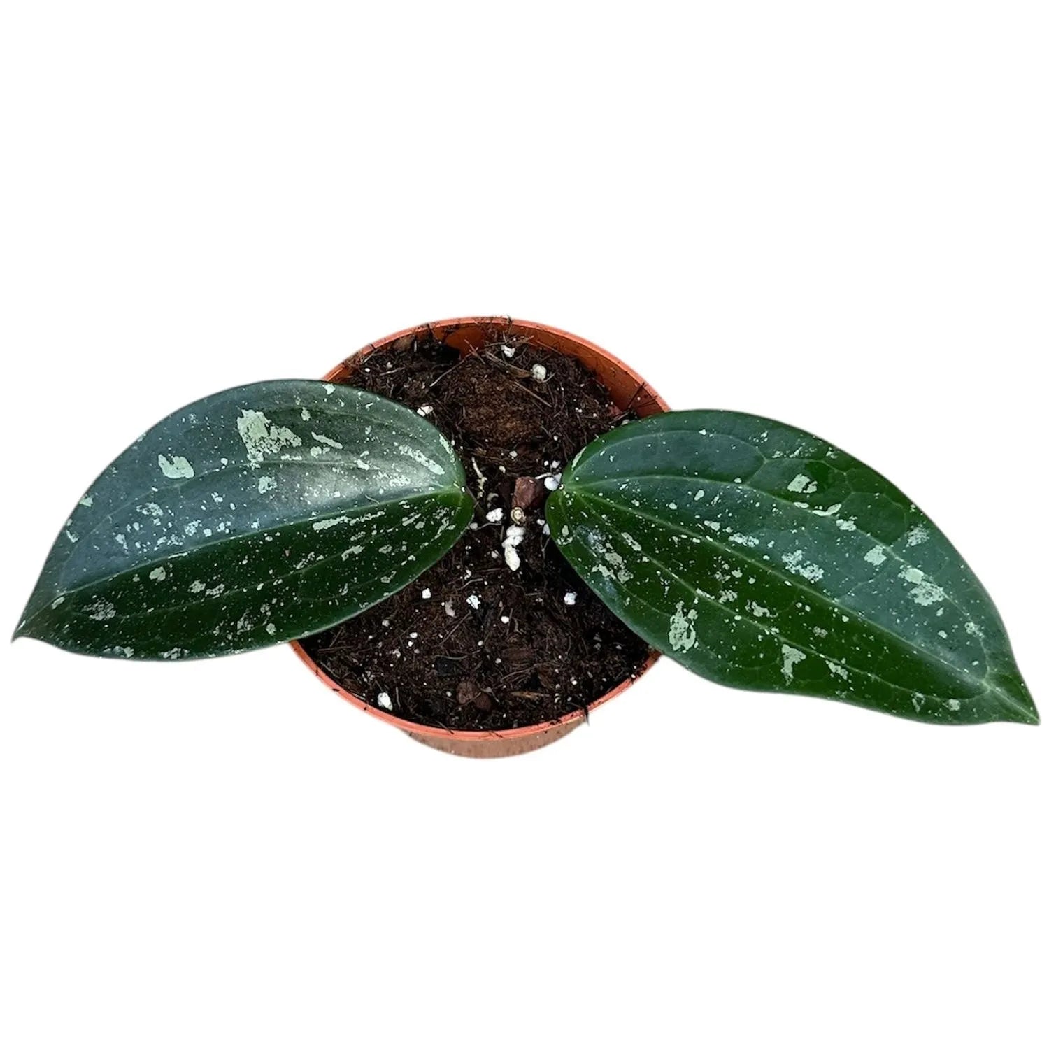 10 - 15cm Hoya Macrophylla Splash House Plant 10,5 cm Pot
