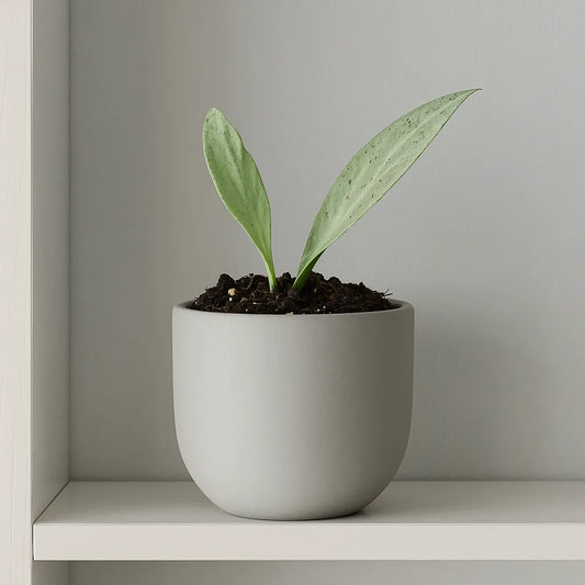 10 - 15cm Hoya Nicholsoniae New Guinea Ghost House Plant 10,5 cm Pot