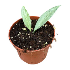 10 - 15cm Hoya Nicholsoniae New Guinea Ghost House Plant 10,5 cm Pot