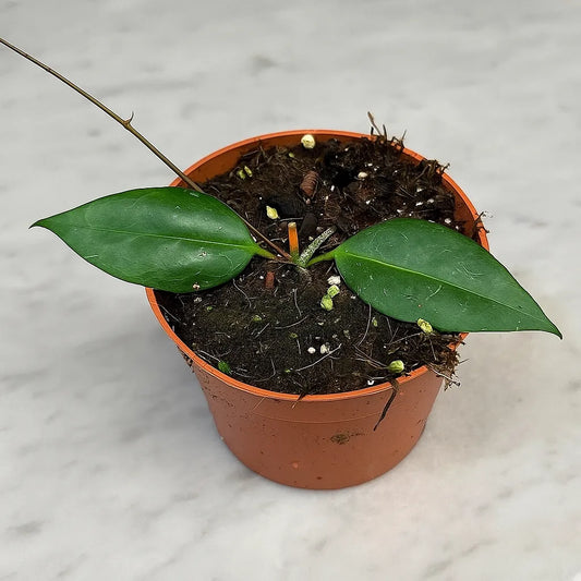 10 - 15cm Hoya Paziae House Plant 10,5 cm Pot