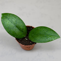 10 - 15cm Hoya Puom Siam Ruby House Plant 10,5 cm Pot