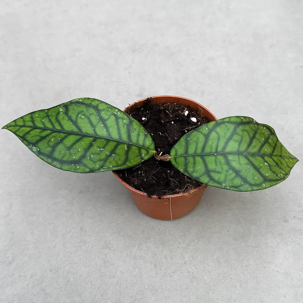 10 - 15cm Hoya Ranauensis House Plant 10,5 cm Pot