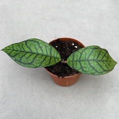 10 - 15cm Hoya Ranauensis House Plant 10,5 cm Pot