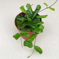 10 - 15cm Hoya Rotundiflora House Plant 10,5 cm Pot