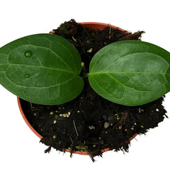 10 - 15cm Hoya Sp Ternate House Plant 10,5 cm Pot