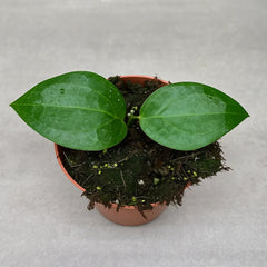 10 - 15cm Hoya Sp Ternate House Plant 10,5 cm Pot