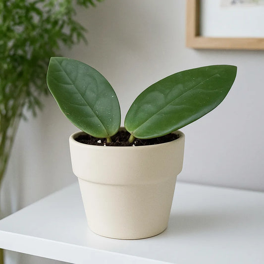 10 - 15cm Hoya Sulawesi 3 House Plant 10,5 cm Pot