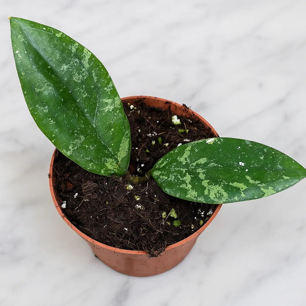 10 - 15cm Hoya aff Vitellina House Plant 10,5 cm Pot