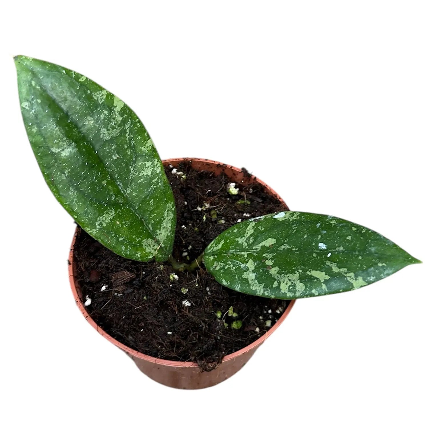 10 - 15cm Hoya aff Vitellina House Plant 10,5 cm Pot