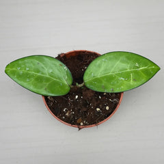 10 - 15cm Hoya sp Malang House Plant 10,5 cm Pot