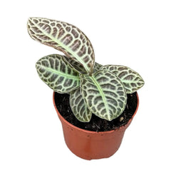 10 - 15cm Labisia Turtle Back 10.5cm Pot House Plant