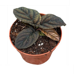 10 - 15cm Labisia Vietnam 10.5cm Pot House Plant