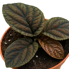 10 - 15cm Labisia Vietnam 10.5cm Pot House Plant
