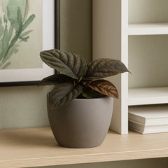 10 - 15cm Labisia Vietnam 10.5cm Pot House Plant