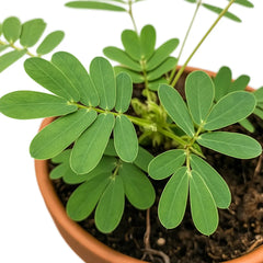 10 - 15cm Mimosa Pudica in Terracotta 8cm Pot House Plant