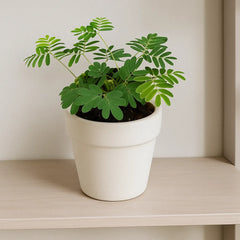 10 - 15cm Mimosa Pudica in Terracotta 8cm Pot House Plant