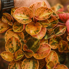 10 - 15cm Peperomia Creme Brulee House Plant 12cm Pot