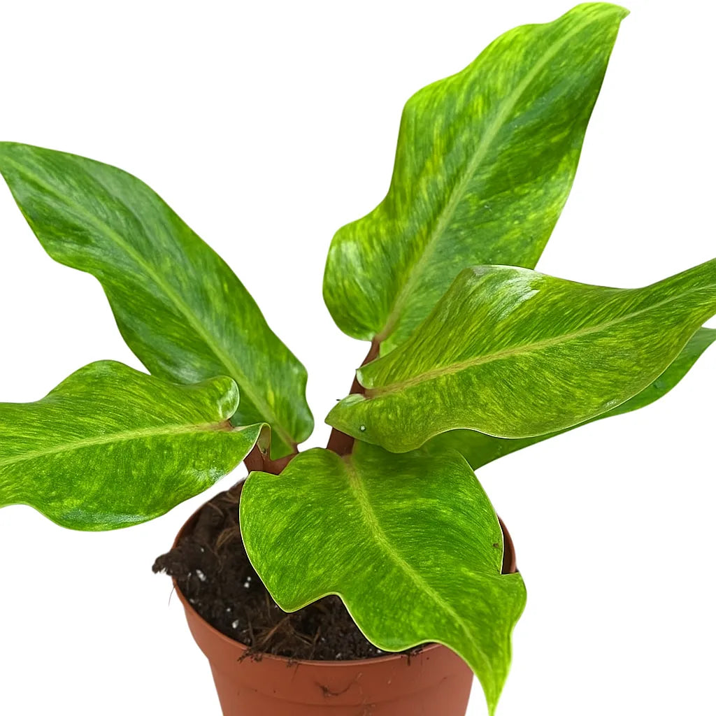 10 - 15cm Philodendron Orange Marmelade 17cm Pot House Plant