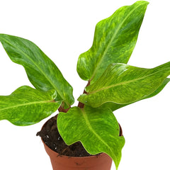 10 - 15cm Philodendron Orange Marmelade 17cm Pot House Plant
