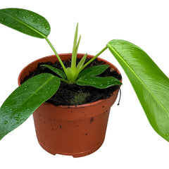 10 - 15cm Philodendron Patriciae House Plant 10,5 cm Pot
