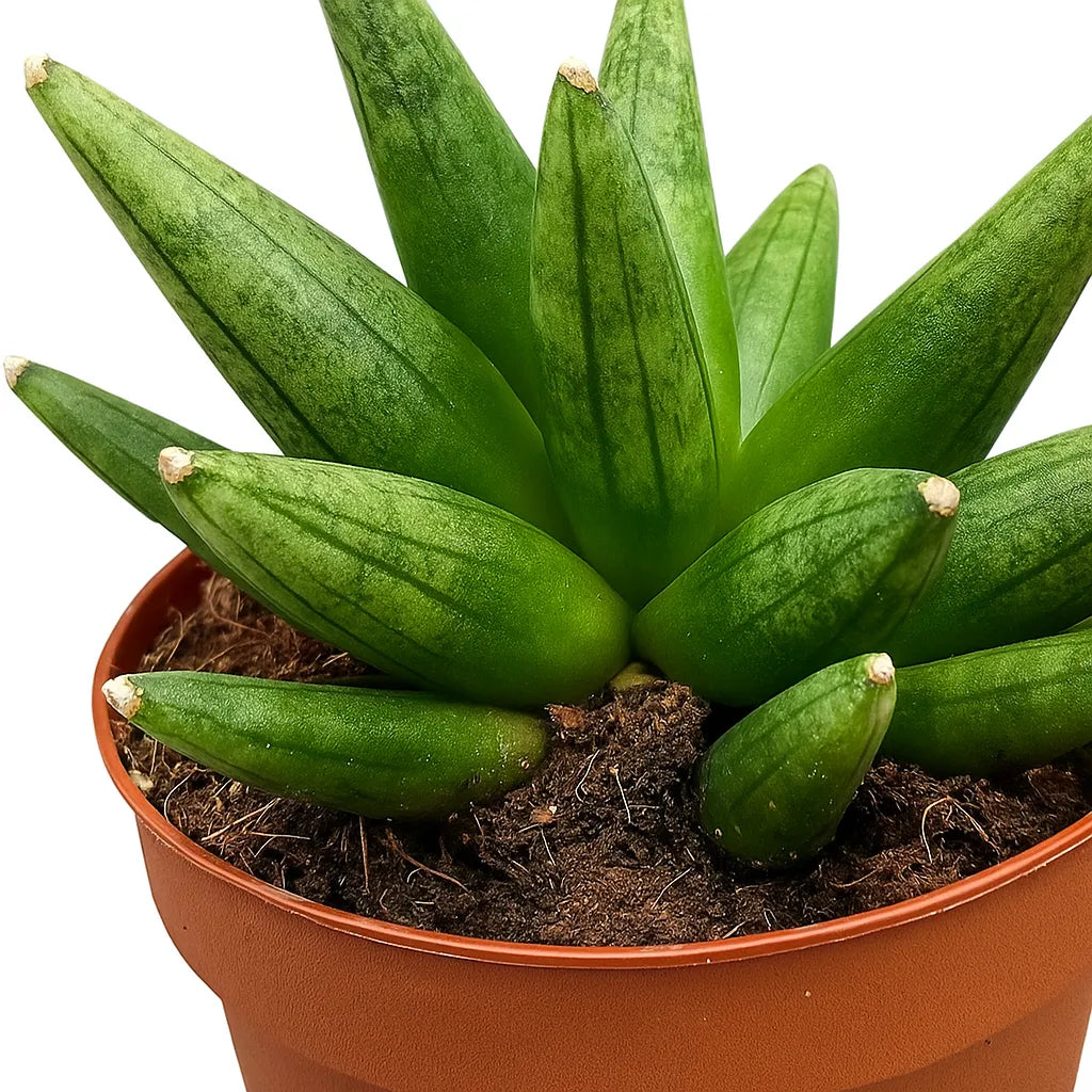 10 - 15cm Sansevieria Boncellensis Hedgehog 10.5cm Pot House Plant