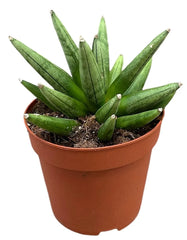 10 - 15cm Sansevieria Boncellensis Hedgehog 10.5cm Pot House Plant