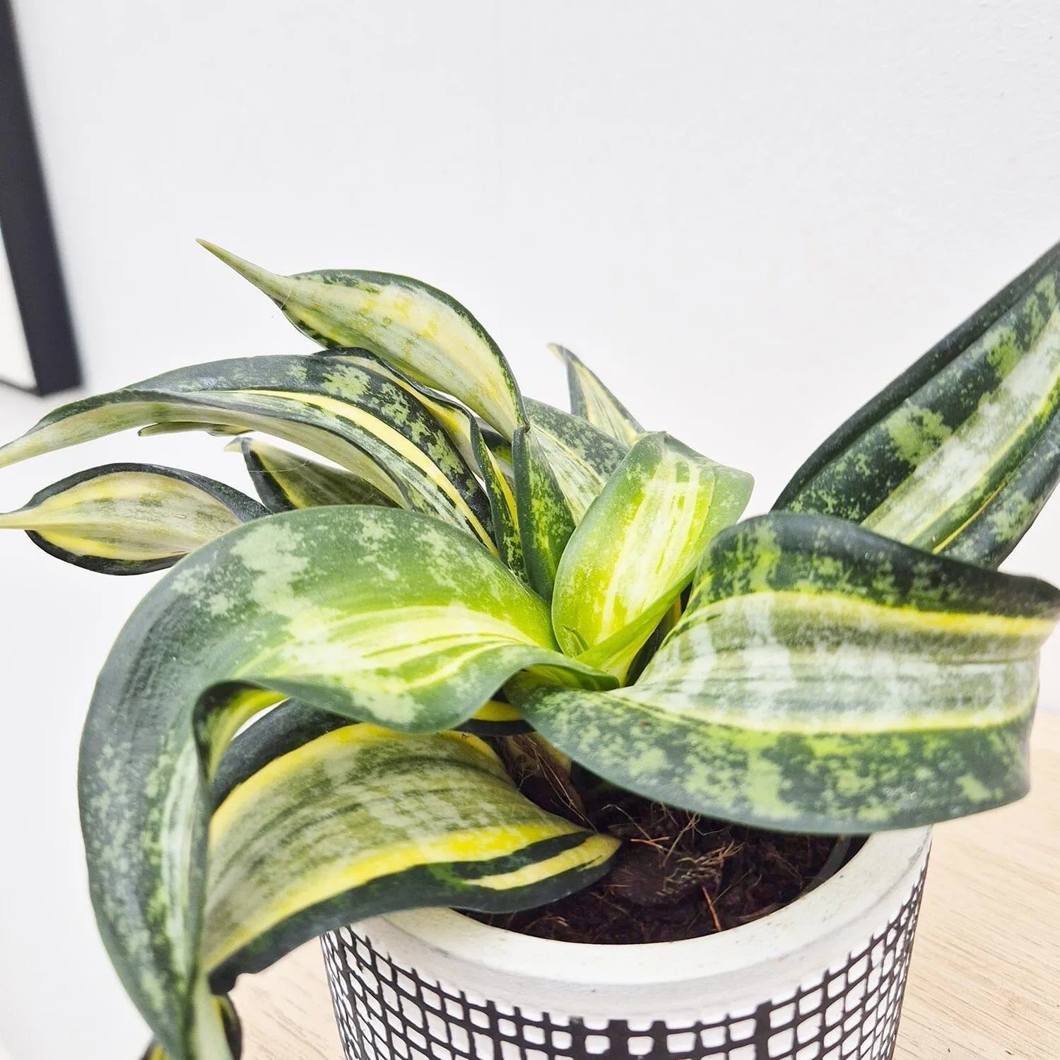10 - 15cm Sansevieria Gold House Plant 9cm Pot