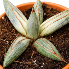 10 - 15cm Sansevieria Lavranos Blue Clone 10.5cm Pot House Plant