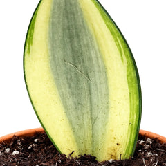 10 - 15cm Sansevieria Moonshine Splash Variegata 10.5cm Pot House Plant