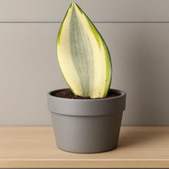 10 - 15cm Sansevieria Moonshine Splash Variegata 10.5cm Pot House Plant