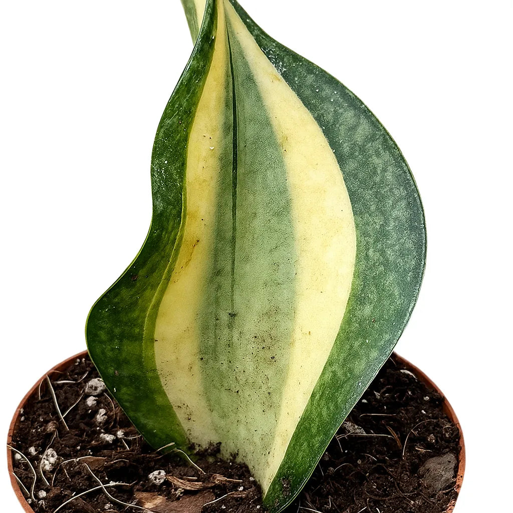 10 - 15cm Sansevieria Wendy Yellow House Plant 10,5 cm Pot