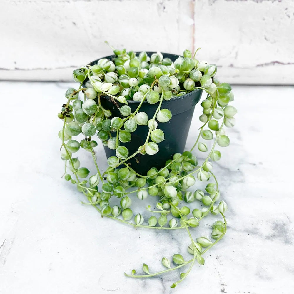 10 - 15cm Variegated String of Pearls Senecio Rowleyanus 12cm Pot House Plant