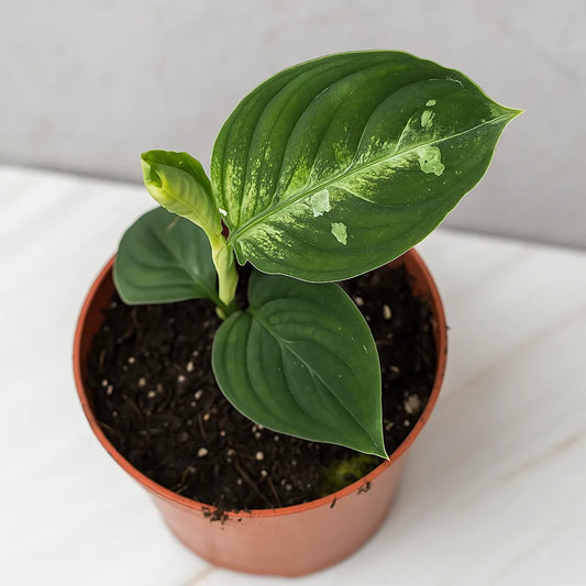 10 - 20cm Aglaonema Pictum Bicolor 10.5cm Pot House Plant