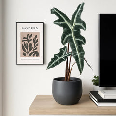 10 - 20cm Alocasia Nobilis House Plant 10.5 cm Pot