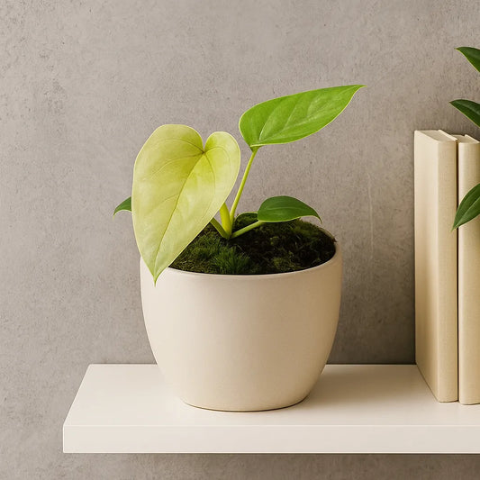 10 - 20cm Anthurium Chamberlainii X House Plant 10.5cm Pot