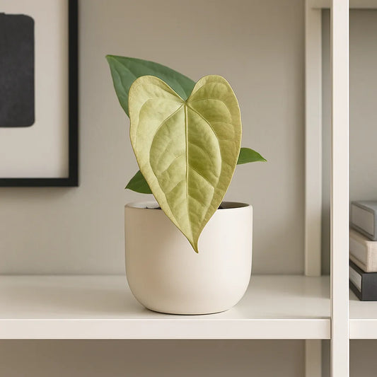 10 - 20cm Anthurium Nigrolaminum Gigi x Forgetii House Plant 10.5cm Pot