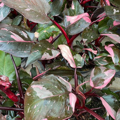 10 - 20cm Highly Variegated Pink Princess House Plant 7cm Pot